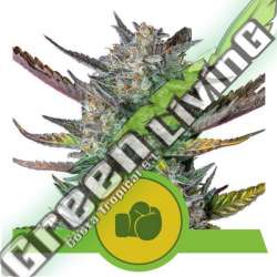 3 UND FEM - PURPLE PUNCH AUTO ROYAL QUEEN FEMINIZADA 3 UND