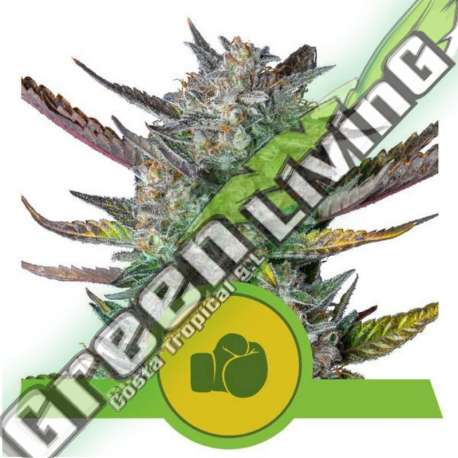3 UND FEM - PURPLE PUNCH AUTO ROYAL QUEEN FEMINIZADA 3 UND