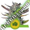 3 UND FEM - PURPLE PUNCH AUTO ROYAL QUEEN FEMINIZADA 3 UND