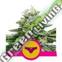 3 UND FEM - SHERBET QUEEN USA PREMIUM ROYAL QUEEN 3 UND FEMINIZADAS