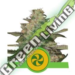 3 UND FEM - SWEET ZZ AUTO ROYAL QUEEN 3 UND FEMINIZADA