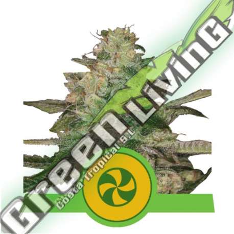 3 UND FEM - SWEET ZZ AUTO ROYAL QUEEN 3 UND FEMINIZADA
