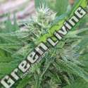 5 UND REG - PANAMA X BANGI HAZE ACE SEEDS 5 UND REGULARES