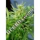 5 UND REG - GUAWI ACE SEEDS 5 UND REGULARES