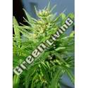 5 UND REG - GUAWI ACE SEEDS 5 UND REGULARES