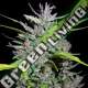 5 UND REG - HONDURAS X PANAMA ACE SEEDS 5 UND REGULARES