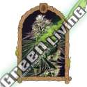 3 UND FEM - PURPLE SHOT EXOTIC SEED FEMINIZADA 3 UND