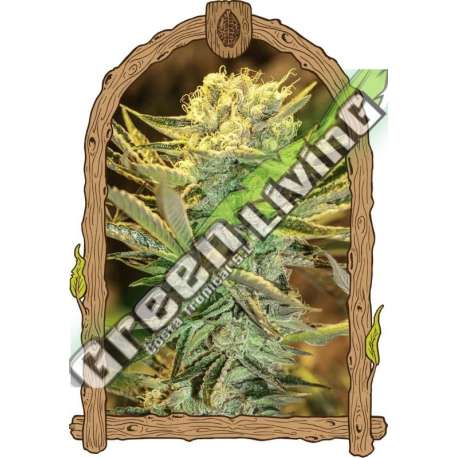 3 UND FEM - HIPPIEBERRY EXOTIC SEED FEMINIZADA 3 UND