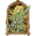 3 UND FEM - HIPPIEBERRY EXOTIC SEED FEMINIZADA 3 UND