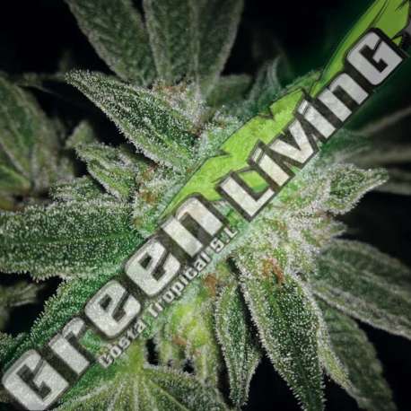 3 UND FEM - AUTO BIG BLUE EXCLUSIVE SEEDS 3 UND FEM