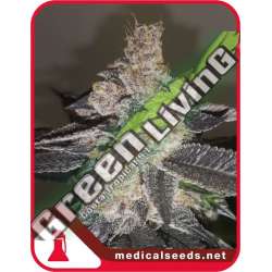 3 UND FEM - GELATO 242 MEDICAL SEEDS 3 UND FEM