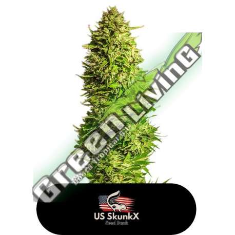 3 UND FEM - SUPER X KUSH US SKUNKX SEEDS 3 UND FEMINIZADAS