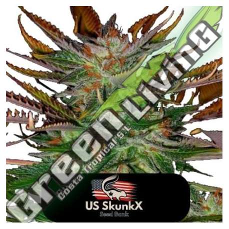 3 UND FEM - HEAVY BLUE CHEESE US SKUNKX SEEDS 3 UND FEMINIZADAS