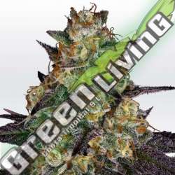 3 UND FEM - EL DORADO OG PARADISE SEEDS 3 UND FEMINIZADAS