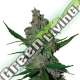 3 UND FEM - GELATO 41 FAST FEM SEEDSTOCKERS 3 UND FEMINIZADAS