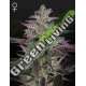 3 UND FEM - BANANA KRUMBLE GREEN HOUSE 3 UND FEMINIZADAS