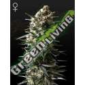 3 UND FEM - BUBBA SLUSH GREEN HOUSE 3 UND FEMINIZADAS