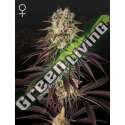 3 UND FEM - KONG'S KRUSH GREEN HOUSE 3 UND FEMINIZADAS