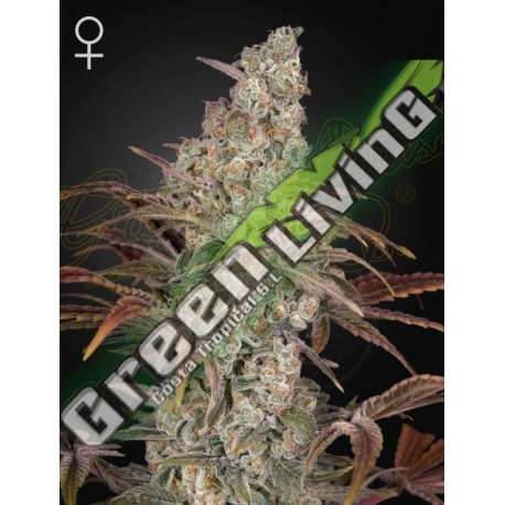 3 UND FEM - JACK'S DREAM GREEN HOUSE FEMINIZADA 3 UND