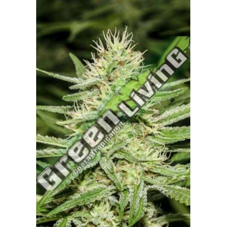 3 UND FEM - ENEMY'S DREAM SUPER STRAINS 3 UND FEMINIZADAS