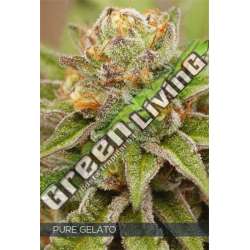 3 UND FEM - PURE GELATO VISION SEEDS 3 UND FEM