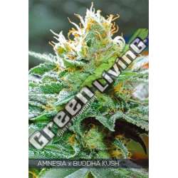 3 UND FEM - AMNESIA X BUDDHA KUSH VISION SEEDS 3 UND FEM