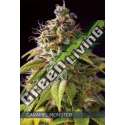 5 UND FEM - CARAMEL MONSTER VISION SEEDS 5 UND FEM