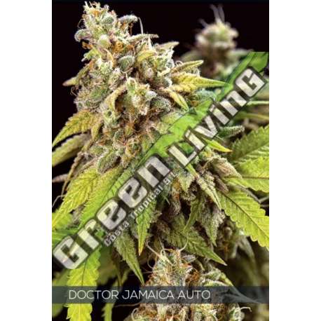 5 UND FEM - DOCTOR JAMAICA AUTO VISION SEEDS 5 UND FEM