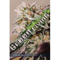 5 UND FEM - VISION GELATO AUTO VISION SEEDS 5 UND FEMINIZADA