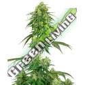 5 UND FEM - STRAWBERRY KUSH SENSI WHITE LABEL 5 UND FEMINIZADAS