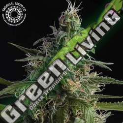 3 UND FEM - DURAND'S HERALD KUSH TROPICAL SEEDS 3 UND FEMINIZADAS