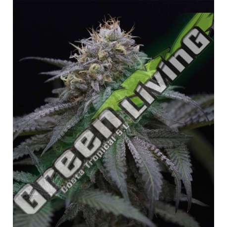 3 UND FEM - SUGAR BREATH 100% HUMBOLDT 3 UND FEMINIZADAS