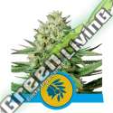 3 UND FEM - TATANKA PURE CBD ROYAL QUEEN 3 UND FEMINIZADA