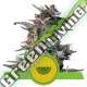 3 UND FEM - WATERMELON AUTO ROYAL QUEEN FEMINIZADA 3 UND