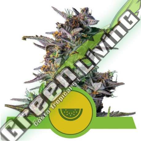 3 UND FEM - WATERMELON AUTO ROYAL QUEEN FEMINIZADA 3 UND