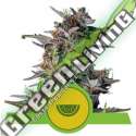 3 UND FEM - WATERMELON AUTO ROYAL QUEEN FEMINIZADA 3 UND