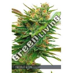 3 UND FEM - NICOLE X OG VISION SEEDS 3 UND FEM