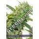 3 UND FEM - VISION KOSHER VISION SEEDS 3 UND FEM