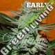 3 UND FEM - UNKNOWN KUSH (EARLY VERSION) DELICIOUS 3 UND FEMINIZADA