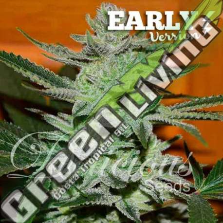 3 UND FEM - UNKNOWN KUSH (EARLY VERSION) DELICIOUS 3 UND FEMINIZADA