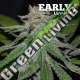 3 UND FEM - CRITICAL NEVILLE HAZE (EARLY VERSION) DELICIOUS 3 UND FEMINIZADAS