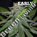 3 UND FEM - CRITICAL NEVILLE HAZE (EARLY VERSION) DELICIOUS 3 UND FEMINIZADAS