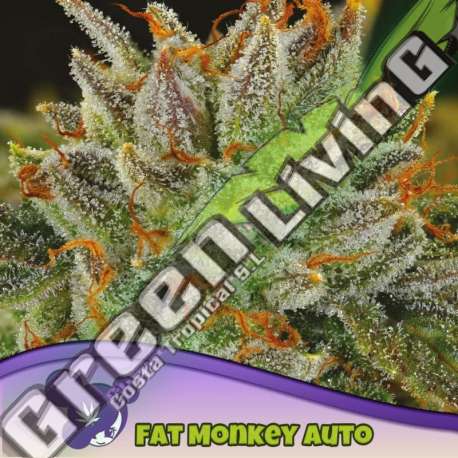 3 UND FEM - FAT MONKEY AUTO ANESIA SEEDS 3 FEMINIZADAS