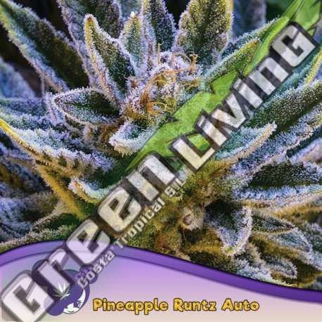 3 UND FEM - PINEAPPLE RUNTZ AUTO ANESIA SEEDS 3 FEMINIZADAS