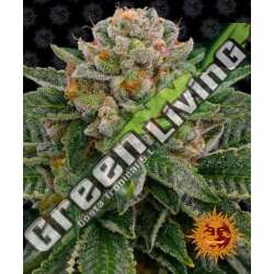 3 UND FEM - SKYWALKER OG AUTO BARNEY'S FARM 3 UND FEMINIZADAS
