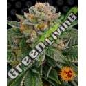 3 UND FEM - SKYWALKER OG AUTO BARNEY'S FARM 3 UND FEMINIZADAS