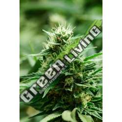 3 UND FEM - MEXICAN CANDY SUPER STRAINS 3 UND FEMINIZADAS