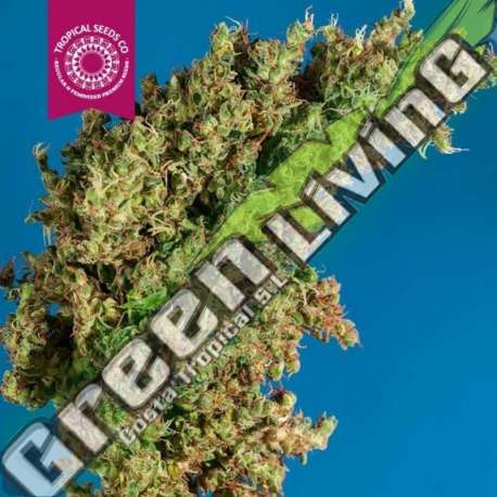 5 UND REG - KING CONGO TROPICAL SEEDS 5 UND REGULARES