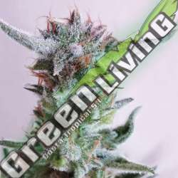 3 UND FEM - CITY KUSH EXCLUSIVE SEEDS 3 UND FEM