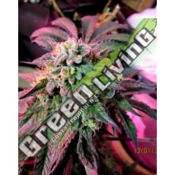 4 UND FEM - CHERRY PIE FEMALE SEEDS 4 UND FEMINIZADAS